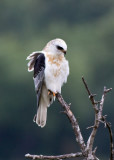 White-tailed Kite