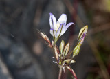 Angel Gilia (<em>Gilia angelensis</em>)