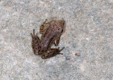 Pacific Treefrog (<em>Pseudacris regilla</em>)