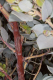 Big-berry Manamita (Arctostaphylos glauca) ?