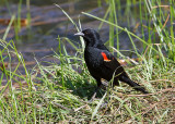 Red-winged Blackbird