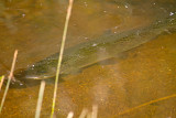 Lake Trout