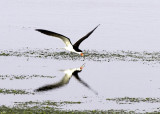 Black Skimmer