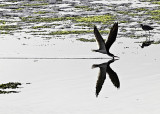 Black Skimmer