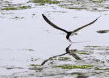 Black Skimmer