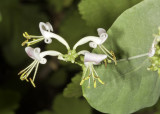 Southern Honeysuckle (<em>Lonicera subspicata denudata</em>)