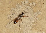 Predatory Sand Wasp (<em>Bembix</em> sps)