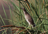 Black-crowned Night Heron