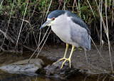 Black-crowned Night Heron