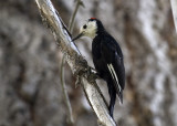 White-headed Woodpecker