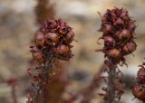 Pine Drops -  a Pine tree parasite