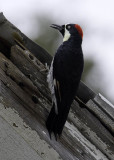 Acorn Woodpecker