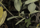 California Coffeeberry (<em>Rhamnus californica</em>)