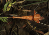 Palomar Fuschia (<em>Epilobium latifolium</em>)