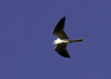 White-tailed Kite