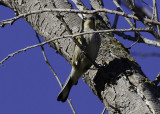 Yellow-rumped Warbler