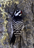 Nuttalls Woodpecker