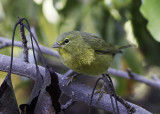 Orange-crowned Warbler