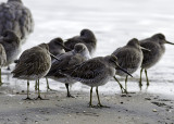 Short-billed Dowitcher