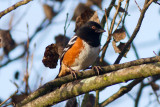 Spotted Towhee