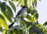 Dusky-capped Flycatcher