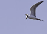 Forsters Tern