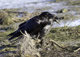 Common Raven