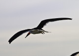 Black Skimmer