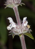 Black Sage (<em>Salvia mellifera</em>)