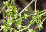 Narrow-leaf Bedstraw (<em>Galium angustifolium</em>)