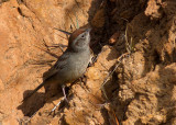 Rufous-crowned Sparow