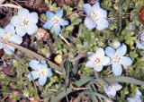 Baby Blue Eyes (Nemophila notata)