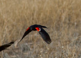 Tricolored Blackbird