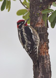 Red-naped Sapsucker