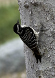 Nuttalls Woodpecker