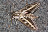 White-lined Sphnix Caterpillar  (<em>Hyles lineata</em>)