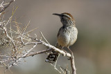 Cactus Wren