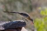 Greater Roadrunner