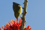 Orange-crowned Warbler