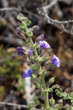 Nuttalls  Snapdragon  (<em>Antirrhinum nuttallianum</em>)