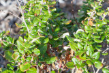 Bluff Buchwheat  (<em>Erigonum parvifolium</em>)