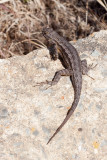 Western Fence LIzard