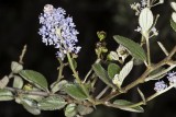 Ramona Lilac (<em>Ceanothus tomentosus</em>)