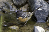 Spotted Towhee