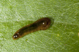 Cherry Slug  (<em>Caliroa-cerasi</em>)