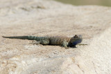 Granite Spiny Lizard  (<em>Sceloporus orcutti orcuttii</em>)