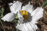 Matilija Poppy  (<em>Romneya trichocalyx</em>)