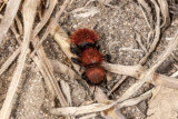 Red-Haried Velvet Ant (<em>Pseudomethoca anthracina</em>)