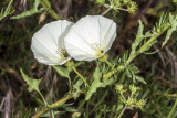 Morning Glory (<em>Calystegia macrostegia</em>)