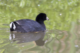 American Coot